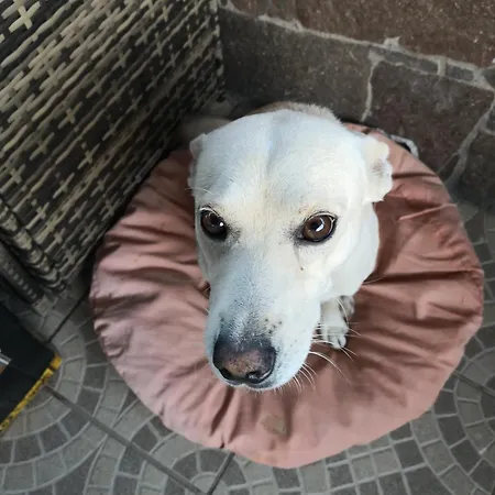 Maria Panzió Dorgali