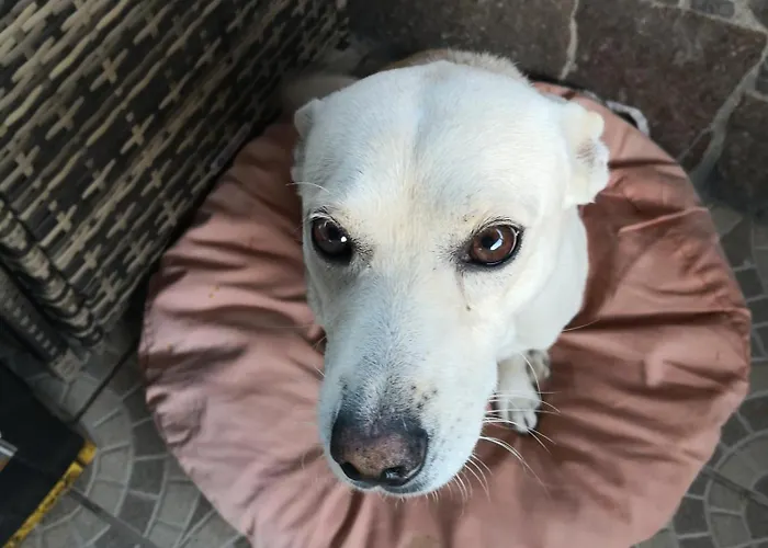 Maria 住宿加早餐酒店 多尔加利